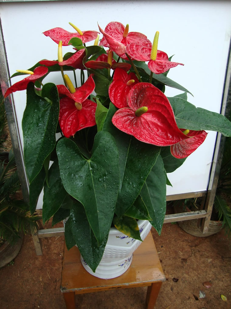 【成都租花】紅掌